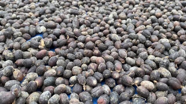 Ripe coffee cherries are sun-dried whole for several weeks, allowing natural fermentation before hulling. This natural process enhances sweetness, fruity notes, and body in coffee beans.