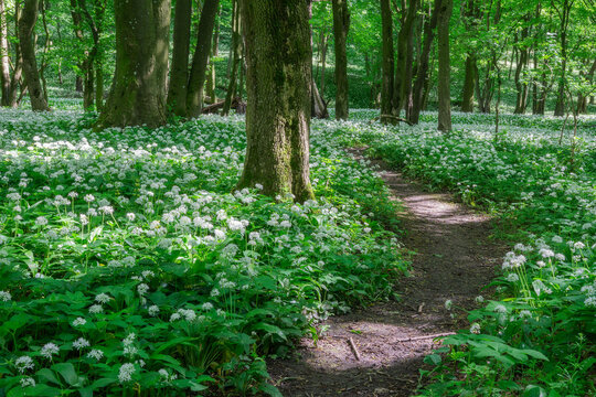View of a forest path winding through a dense carpet of blooming wild garlic under a lush green canopy Bukova, Trnava Region, Slovakia.