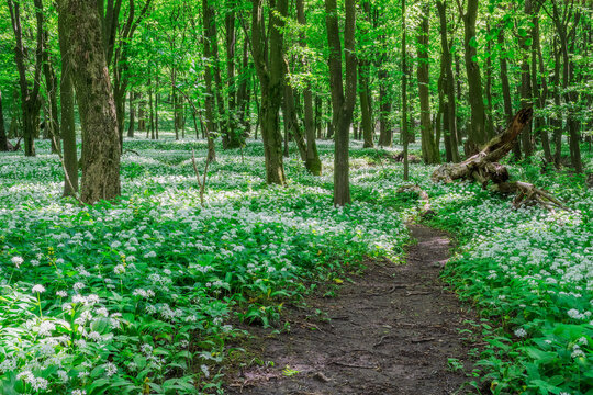 View of a dirt path winding through a lush forest floor covered in blooming wild garlic flowers under a green canopy in Bukova, Trnava Region, Slovakia.