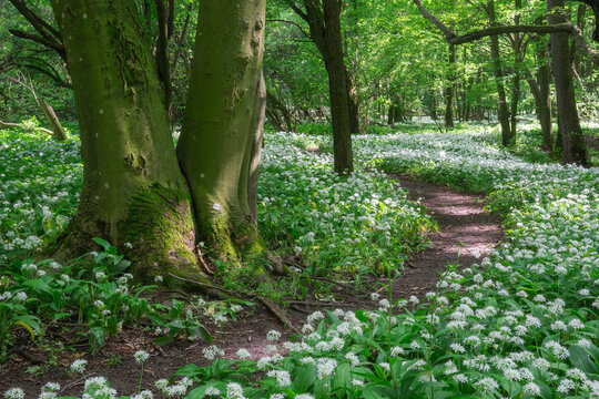 View of a winding dirt path through a lush green forest filled with blooming wild garlic flowers in Bukova, Trnava Region, Slovakia.