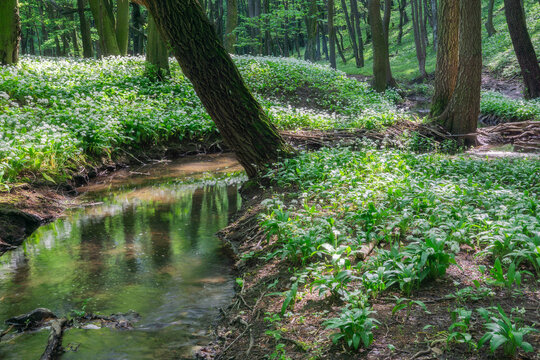 View of Hrudy creek flowing through a lush forest floor covered in blooming wild garlic flowers in Bukova, Trnava Region, Slovakia.