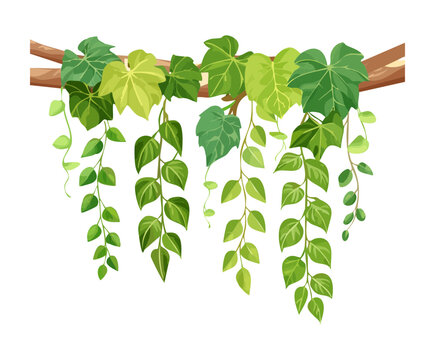 Hanging ivy vine garlands with green leaves vector illustration for wedding arch decoration and romantic garden forest frame graphic element