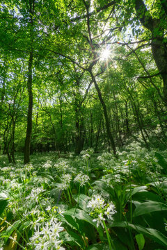 View of wild garlic blooming in a lush green forest with sunbeams filtering through the tree canopy Bukova, Trnava Region, Slovakia.