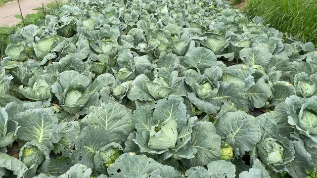 4k video footage of A cabbage plantation in the highlands of Kopeng, Central Java, Indonesia. The crops are densely planted in neat rows and are nearly ready for harvest.