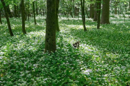View of a lush forest floor covered in blooming wild garlic flowers under a canopy of green trees in Bukova, Trnava Region, Slovakia.