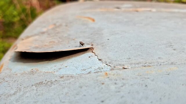 Detailed macro view of rust damage and peeling metal surface on an old vehicle body outdoors, showing corrosion, weathered texture, oxidation decay, and abandoned transport condition