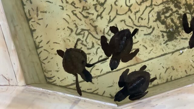 Newly hatched sea turtle hatchlings are placed inside a container at a sea turtle conservation center on the South Coast of Yogyakarta. Conservation and preservation of endangered sea turtles.