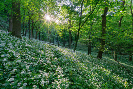 View of a lush forest floor covered in blooming wild garlic flowers with sunlight filtering through the green canopy in Bukova, Trnava Region, Slovakia.