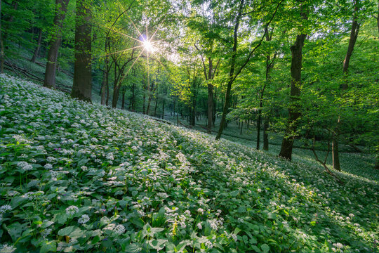 View of wild garlic flowers blooming on a forest hillside with sunlight bursting through the green tree canopy in Bukova, Trnava Region, Slovakia.