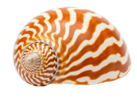 Beautiful orange and white spiral seashell on display isolated transparent background Png.