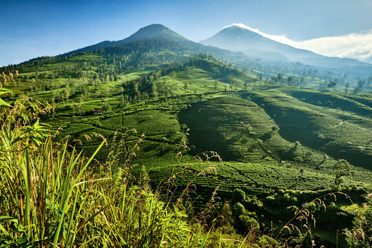 View of Kaliurip Mount rising above lush terraced tea plantations under a clear blue sky in Damarkasiyan, Wonosobo, Central Java, Indonesia.
