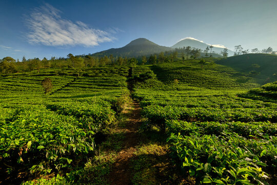 View of lush green tea plantation terraces and Kaliurip Mount under a clear blue sky in Damarkasiyan, Wonosobo, Central Java, Indonesia.