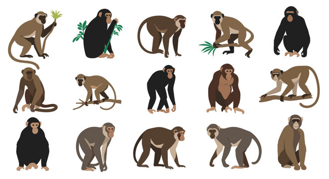 Large collection of various monkeys and primates depicted in different natural poses and species on a clean white background.