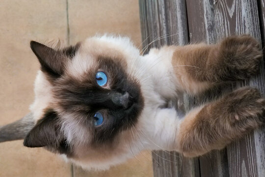 Blue-eyed ragdoll kitten looking up with soft fur and gentle expression