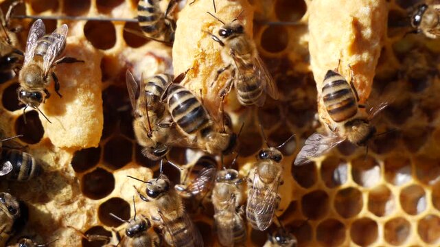 Queen Bees Queen Cell. 
Bees create a queen cell and care for the future queen bee.
