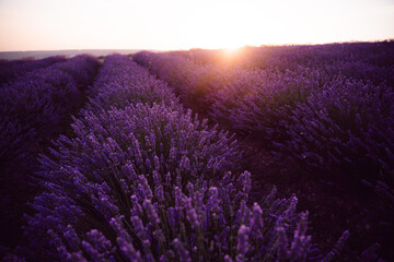 Fototapeta premium Lavender field sunset, vibrant purple flowers stretching across a peaceful landscape at golden hour