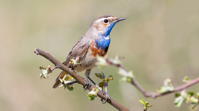 robin on a branch