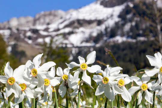 Wild narcissus flower (narcissus poeticus) with snow-capped Swiss Alps mountain at the background, Montreux riviera regions over Geneva Lake