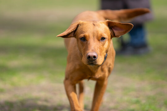 With unwavering focus and boundless enthusiasm, the fox red Labrador charges forward. Labrador Retriever running toward the camera, captured in motion with focused eyes and ears lifted by the wind. 