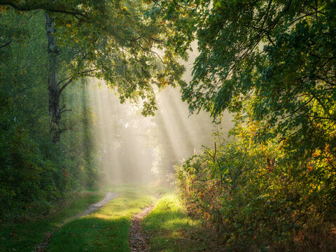 Footpath through sunny forest with sunbeams and morning fog