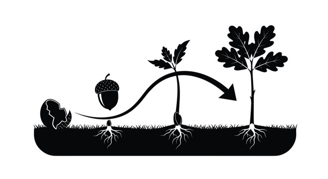 A meticulous black silhouette illustration depicts the sequential growth stages of an oak tree from a small acorn to a leafy sapling on a dark grassy ground.