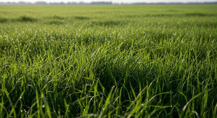 Obraz premium Lush green meadow with dew drops at dawn agricultural field and grassland scenery