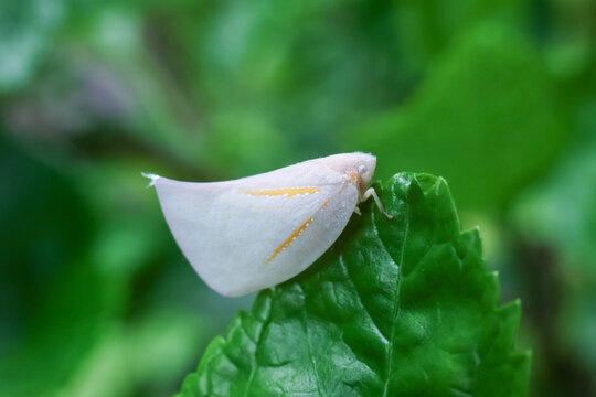 White planthopper insect resting calmly on vibrant green leaf in natural garden setting close up macro photography capturing delicate wing details and serene atmosphere