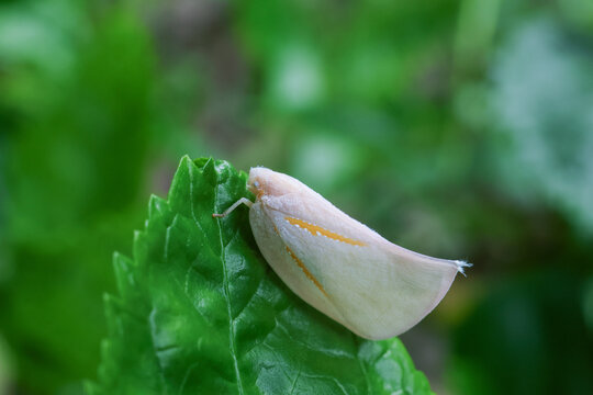Beautiful white insect bug resting on vibrant green leaf in peaceful calm nature environment showcasing incredible macro wild detail and delicate tranquil life outdoors