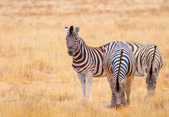 Fototapeta premium A group of zebras standing among the yellow grass in Etosha National Park in Namibia, in the African savannah, during a safari - Etosha National Park, Namibia
