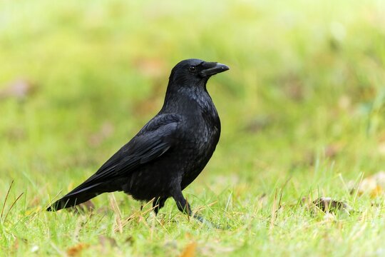 Carrion crow (Corvus corone) in a meadow, wildlife, Germany