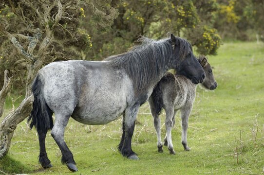 Shetland Pony south west England