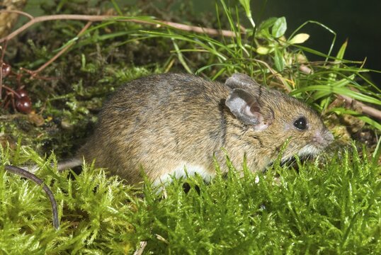 Yellow-necked Mouse (Apodemus flavicollis), Schwaz, Tyrol, Austria, Europe