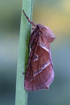Drinker Moth, Snout Moth (Philudoria potatoria), Schwaz, Tirol, Austria