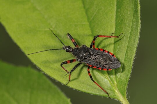 Spined assassin bug (Rhynocoris annulatus) on leaf, Baden-W&uuml;rttemberg, Germany