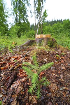 Young Spruce (Picea) standing next to a felled , symbolic picture reforestation, replanting, Solms Hesse, Germany