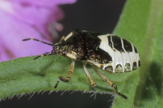 Shield Bug (Troilus luridus), larva