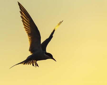 Silhouette of a Arctic tern (Sterna paradisaea) in flight in front of a coloured evening sky, Eidersperrwerk, T&ouml;nning, Schleswig-Holstein, Germany