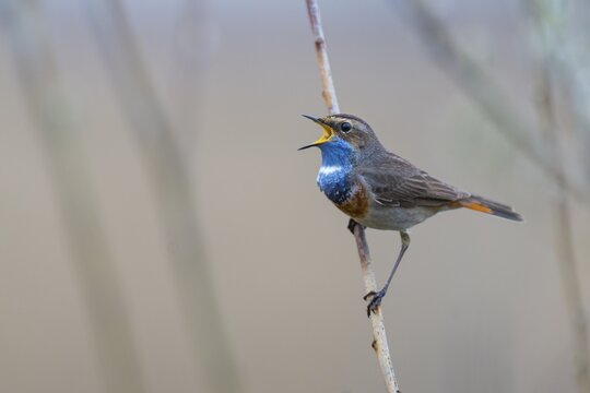 Singing Bluethroat (Luscinia svecica) mating on his song post in the moor, Goldenstedter Moor, Goldenstedt, Lower Saxony, Germany