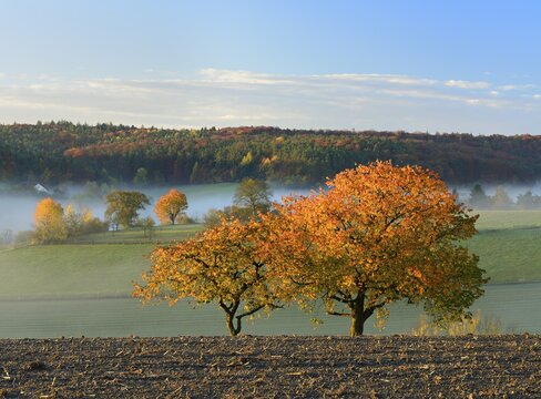 Cherry trees with autumn leaves in front of forest and meadows in autumn with morning fog, Steigerwald nature park Park, Bavaria, Germany