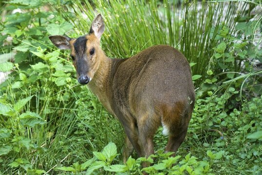 Reeve&acute;s Muntjac (Muntiacus reevesi), Salzburg Zoo, Austria, Europe