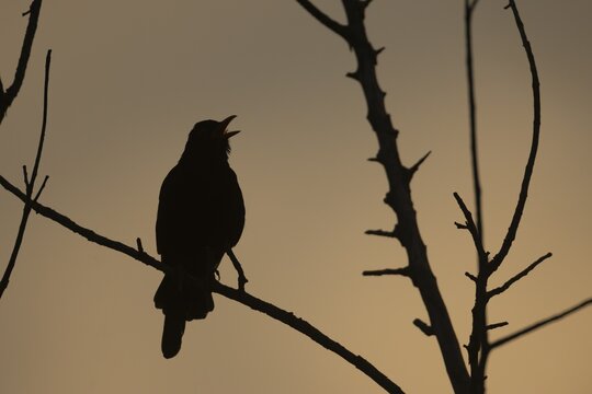 Eurasian blackbird (Turdus merula) silhouette of an adult male bird singing from a tree at sunset, Suffolk, England, United Kingdom