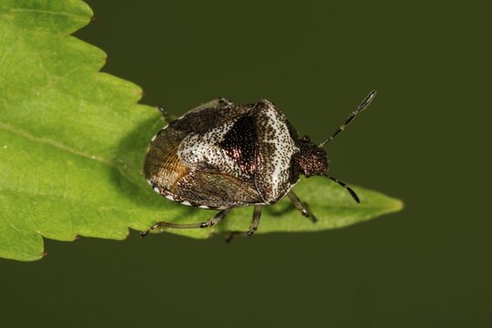 Woundwort shieldbug (Eysarcoris venustissimus) on leaf of a nettle, Baden-W&uuml;rttemberg, Germany