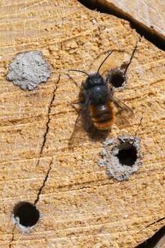 Horned mason bee (Osmia cornuta), sitting on a log of an insect hotel, Schwaz, Tyrol, Austria