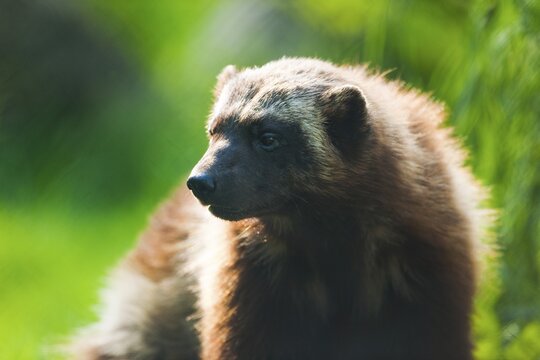 Wolverine or J&auml;rv (Gulo gulo), captive, Lower Saxony, Germany