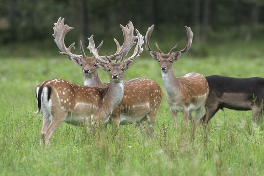 Fallow deer (Dama dama) deer with velvet antlers secure in meadow, Allg&auml;u, Bavaria, Germany