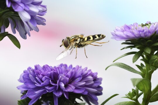 Scaeva pyrastri (Scaeva pyrastri) flies to the flower of an Aster (Aster), Germany