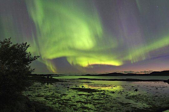Northern Lights (aurora borealis), fjord at low tide, Offers&ouml;y, FV 17, Kystriksveien, Nordland, Norway