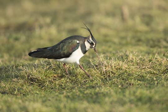 Lapwing (Vanellus vanellus) adult bird pulling a worm from the ground, Lincolnshire, England, United Kingdom