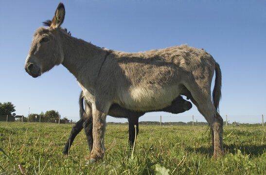 Donkey mare suckling her little foal