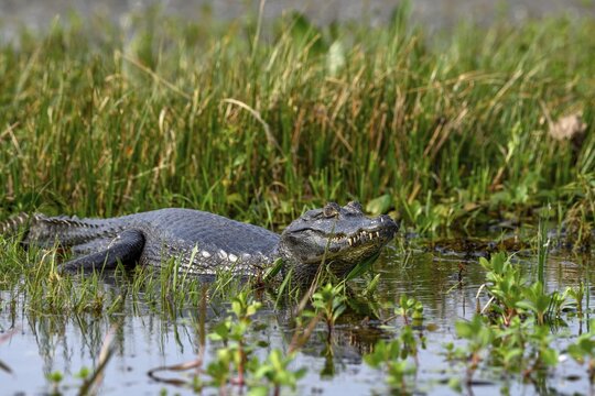 Yacare caiman (Caiman yacare), near Colonia Carlos Pellegrini, Esteros del Iber&aacute;, Province of Corrientes, Argentina